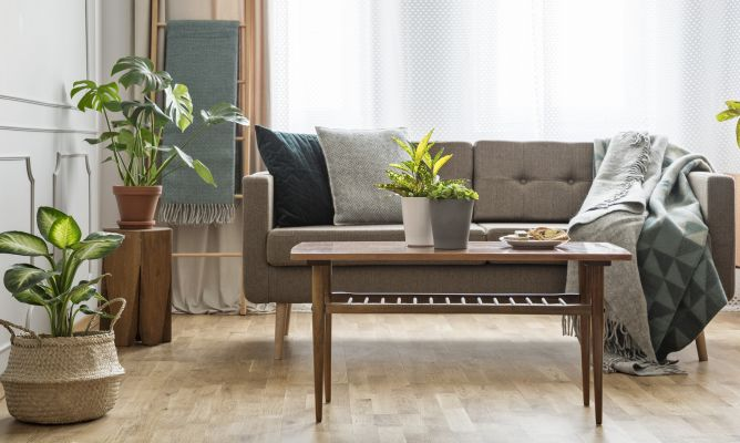 Una guía de las mejores plantas para decorar tu hogar